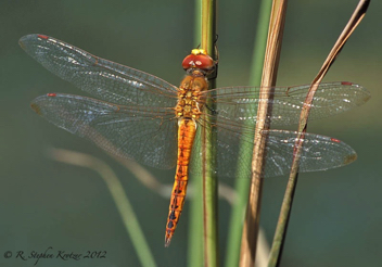 Pantala flavescens, male